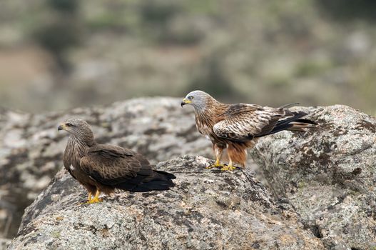 Red kite, Milvus milvus, Black Kite, Milvus migrans, standing on a rock