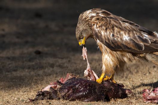 Red kite, Milvus milvus, eating carrion on the ground