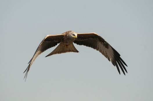 Red kite, Milvus milvus, flying