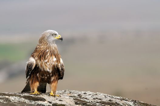 Red kite, Milvus milvus, standing on a rock