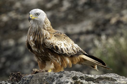 Red kite, Milvus milvus, standing on a rock