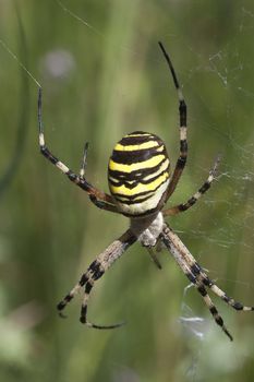 Tiger spider (Scytodes globula), hanging on its spider web