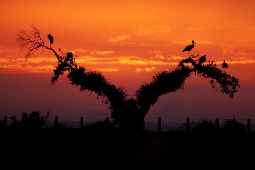 White storks (Ciconia ciconia), perched on an oak at sunset, silhouettes