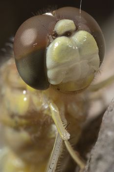 close-up of dragonfly, eyes and mouth