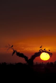 White storks (Ciconia ciconia), perched on an oak at sunset, silhouettes