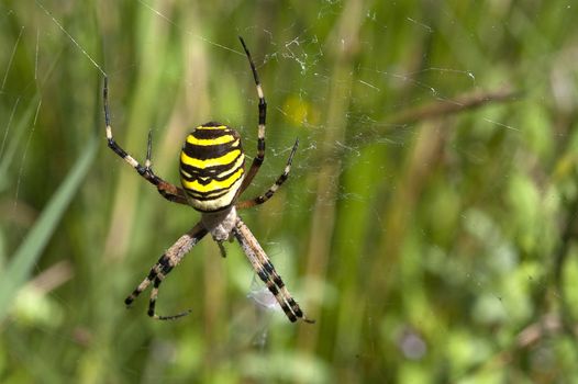 Tiger spider (Scytodes globula), hanging on its spider web