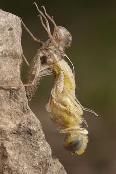 Dragonfly metamorphosis