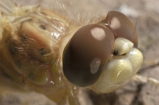 close-up of dragonfly, eyes and mouth