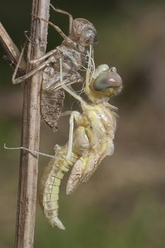 Dragonfly metamorphosis