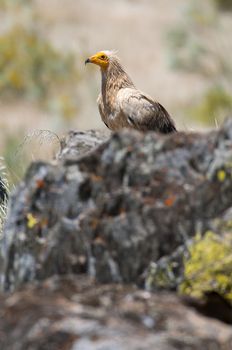 Egyptian Vulture (Neophron percnopterus), spain, portrait perched on rocks