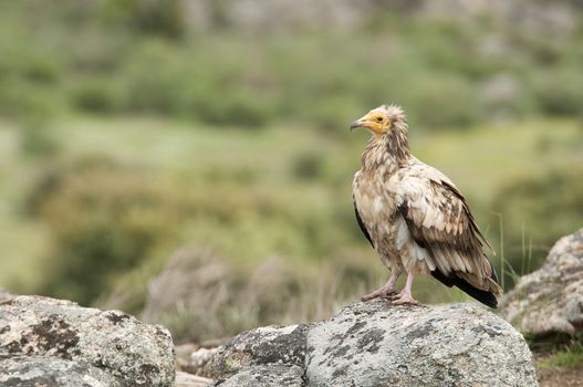 Egyptian Vulture (Neophron percnopterus), spain, portrait perched on rocks