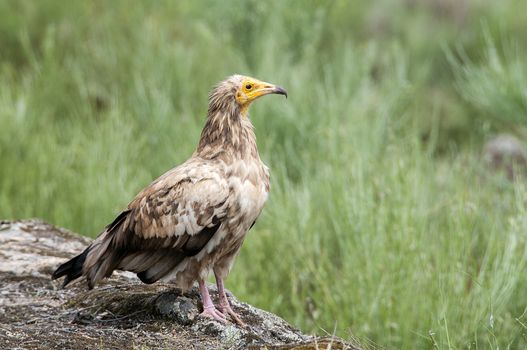 Egyptian Vulture (Neophron percnopterus), spain, portrait perched on rocks