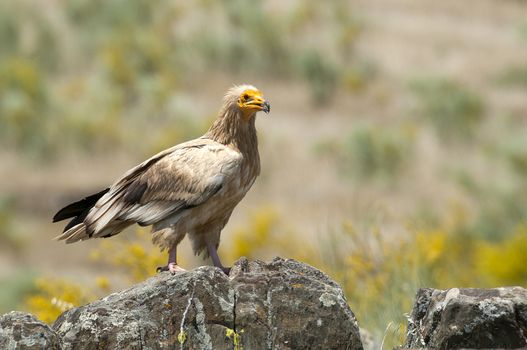 Egyptian Vulture (Neophron percnopterus), spain, portrait perched on rocks