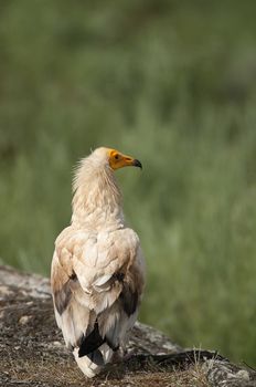 Egyptian Vulture (Neophron percnopterus), spain, portrait perched on rocks