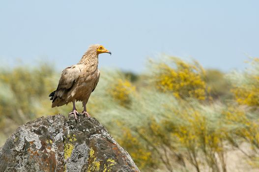 Egyptian Vulture (Neophron percnopterus), spain, portrait perche