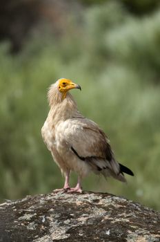 Egyptian Vulture (Neophron percnopterus), spain, portrait perched on rocks