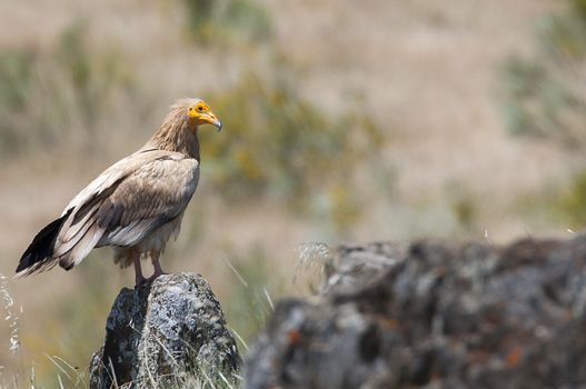 Egyptian Vulture (Neophron percnopterus), spain, portrait perched on rocks