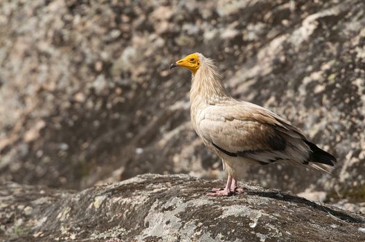 Egyptian Vulture (Neophron percnopterus), spain, portrait perched on rocks