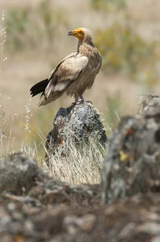 Egyptian Vulture (Neophron percnopterus), spain, portrait perched on rocks