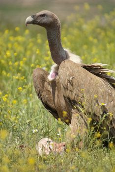 Griffon Vulture (Gyps fulvus) close-up, eyes and beak