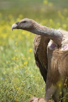 Griffon Vulture (Gyps fulvus) close-up, eyes and beak