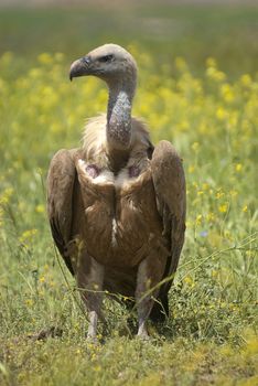 Griffon Vulture (Gyps fulvus) close-up, eyes and beak