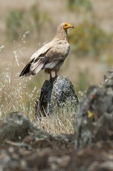 Egyptian Vulture (Neophron percnopterus), spain, portrait perched on rocks