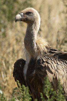 Griffon Vulture (Gyps fulvus) close-up, eyes and beak