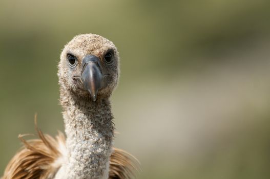 Griffon Vulture (Gyps fulvus) close-up, eyes and beak