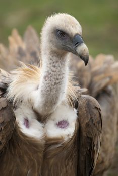 Griffon Vulture (Gyps fulvus) close-up, eyes and beak