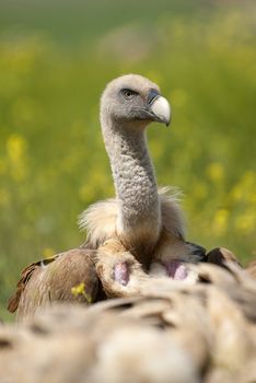 Griffon Vulture (Gyps fulvus) close-up, eyes and beak