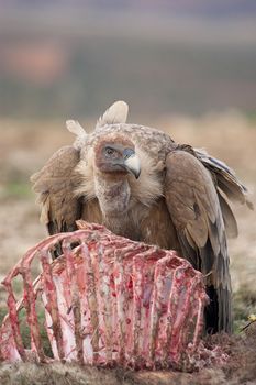 Griffon Vulture (Gyps fulvus) eating carrion, bones and meat