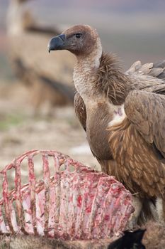 Griffon Vulture (Gyps fulvus) eating carrion, bones and meat