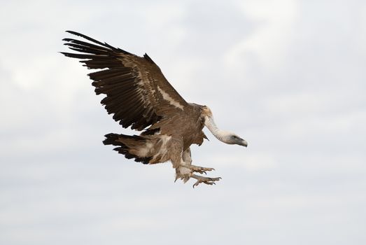 Griffon Vulture (Gyps fulvus) flying in central, clouds and blue sky