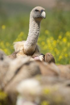 Griffon Vulture (Gyps fulvus) close-up, eyes and beak