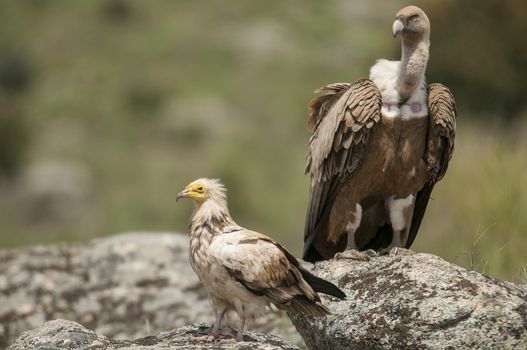 Griffon Vulture (Gyps fulvus) Egyptian Vulture (Neophron percnop