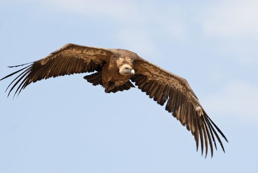 Griffon Vulture (Gyps fulvus) flying in central, clouds and blue sky