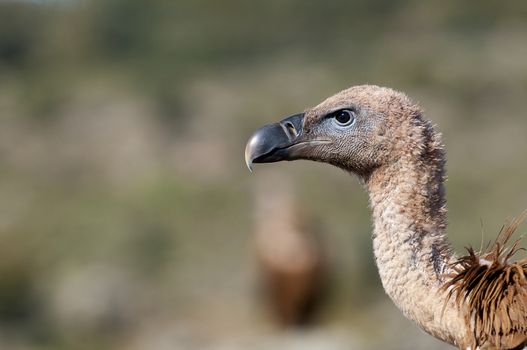 Griffon Vulture (Gyps fulvus) close-up, eyes and beak