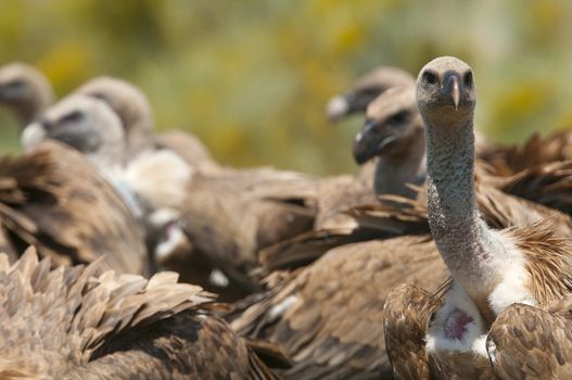 Griffon Vulture (Gyps fulvus) Group eating carrion,birds raptors, Spain