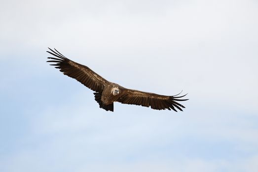 Griffon Vulture (Gyps fulvus) flying in central, clouds and blue sky