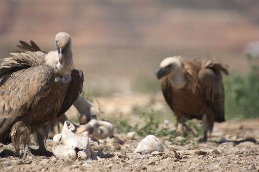 Griffon Vulture (Gyps fulvus) Group eating carrion,birds raptors, Spain