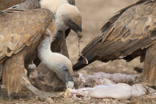 Griffon Vulture (Gyps fulvus) Group eating carrion,birds raptors, Spain