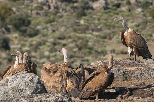 Griffon Vulture (Gyps fulvus) Group perched on rocks