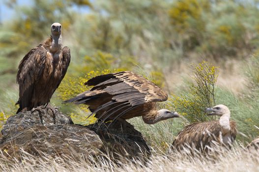 Griffon Vulture (Gyps fulvus) Group perched on rocks