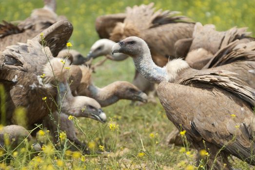 Griffon Vulture (Gyps fulvus) Group among yellow flowers