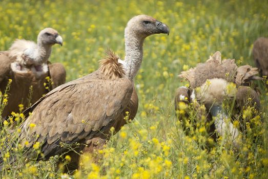 Griffon Vulture (Gyps fulvus) Group among yellow flowers