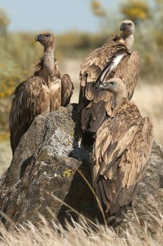 Griffon Vulture (Gyps fulvus) Group perched on rocks