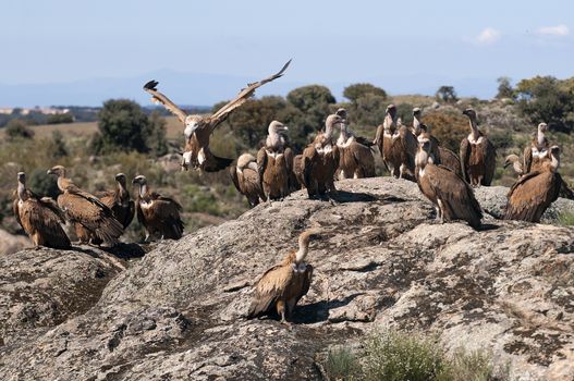 Griffon Vulture (Gyps fulvus) with open wings, flying scavenger