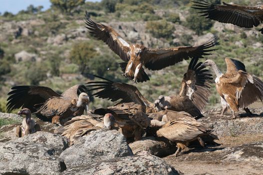 Griffon Vulture (Gyps fulvus) Group perched on rocks