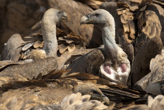 Griffon Vulture (Gyps fulvus) Group eating carrion,birds raptors, Spain